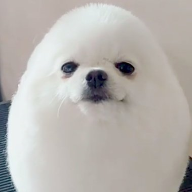 Icon for eggdog